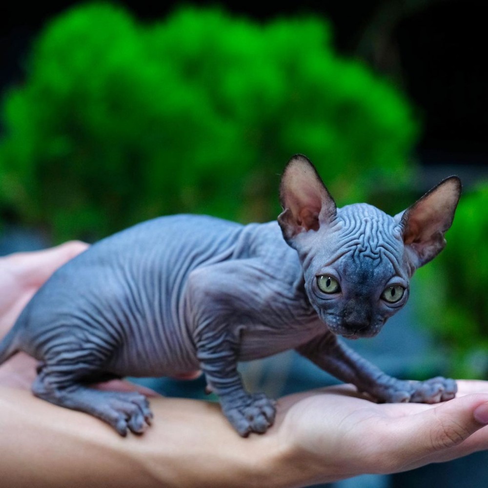 sphynx kittens for sale